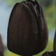 3 Tulpen (zwart) (leverbaar van aug-dec)